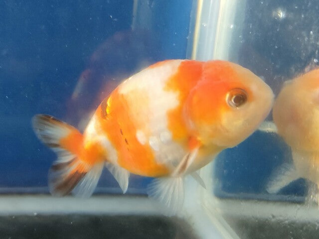 生体加藤産桜錦弐歳魚約7センチ（1匹）らんちゅう/金魚/江戸錦/変わりらんちゅう/きんぎょ/国産金魚【金魚小屋-希-福岡】