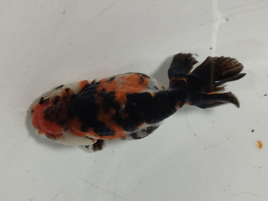 生体加藤産桜錦弐歳魚約7センチ（1匹）らんちゅう/金魚/江戸錦/変わりらんちゅう/きんぎょ/国産金魚【金魚小屋-希-福岡】