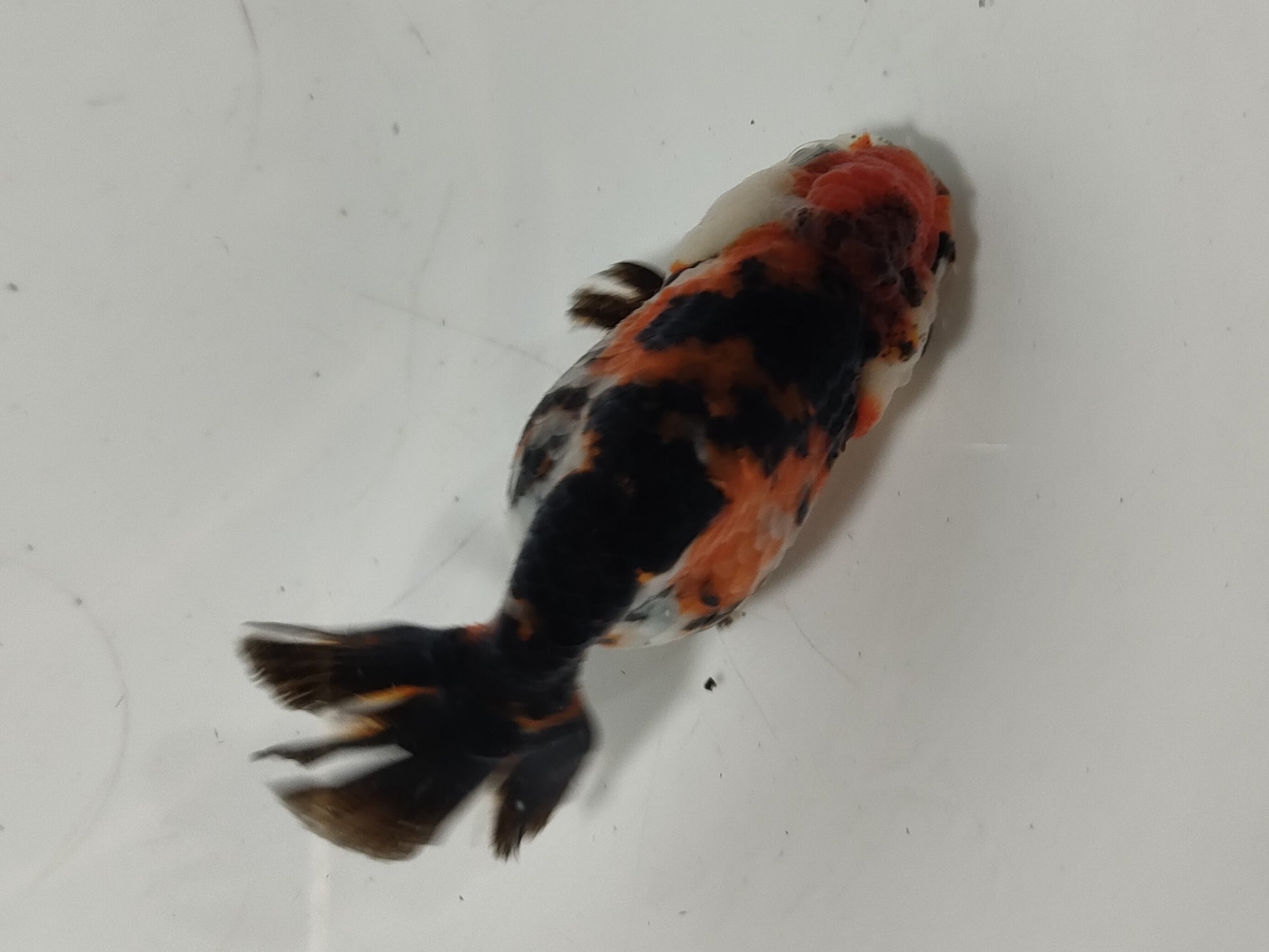 生体加藤産桜錦弐歳魚約7センチ（1匹）らんちゅう/金魚/江戸錦/変わりらんちゅう/きんぎょ/国産金魚【金魚小屋-希-福岡】