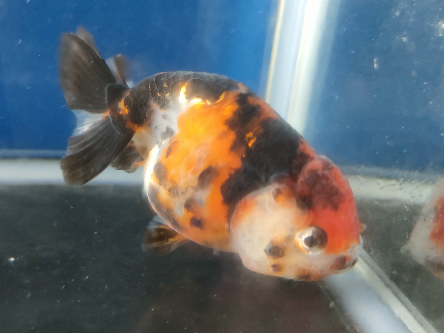 生体加藤産桜錦弐歳魚約7センチ（1匹）らんちゅう/金魚/江戸錦/変わりらんちゅう/きんぎょ/国産金魚【金魚小屋-希-福岡】