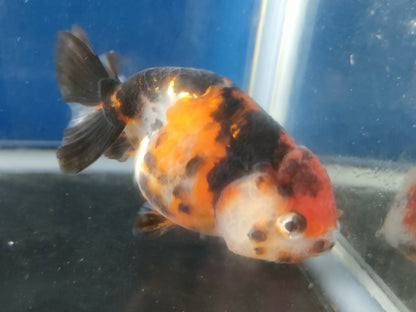 生体加藤産桜錦弐歳魚約7センチ（1匹）らんちゅう/金魚/江戸錦/変わりらんちゅう/きんぎょ/国産金魚【金魚小屋-希-福岡】