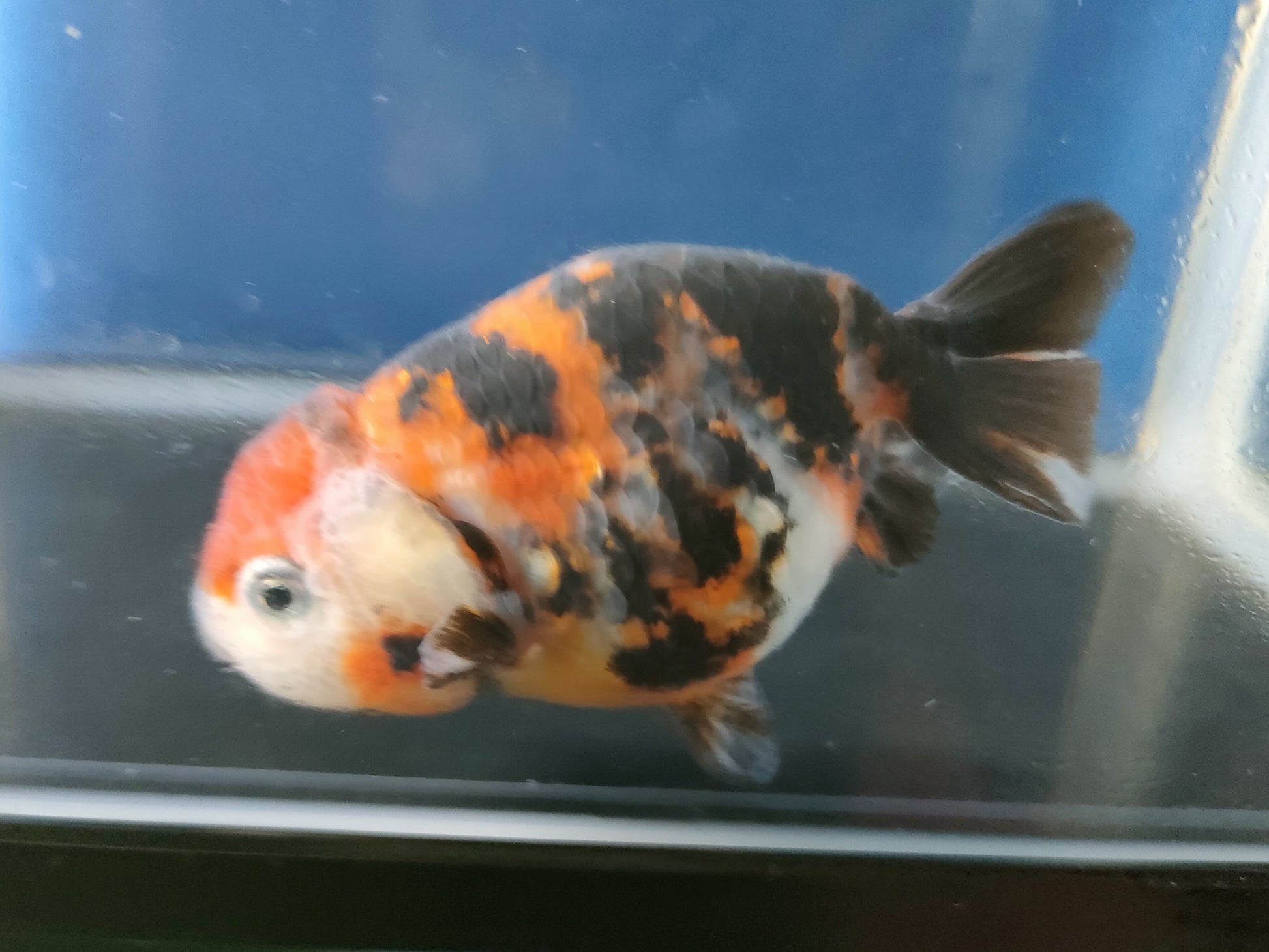 生体加藤産桜錦弐歳魚約7センチ（1匹）らんちゅう/金魚/江戸錦/変わりらんちゅう/きんぎょ/国産金魚【金魚小屋-希-福岡】