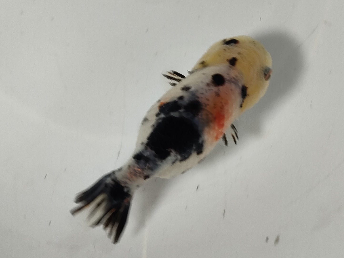 生体加藤産桜錦弐歳魚約7センチ（1匹）らんちゅう/金魚/江戸錦/変わりらんちゅう/きんぎょ/国産金魚【金魚小屋-希-福岡】