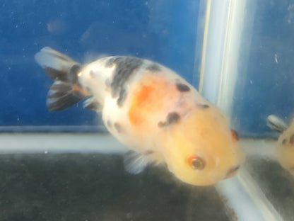 生体加藤産桜錦弐歳魚約7センチ（1匹）らんちゅう/金魚/江戸錦/変わりらんちゅう/きんぎょ/国産金魚【金魚小屋-希-福岡】