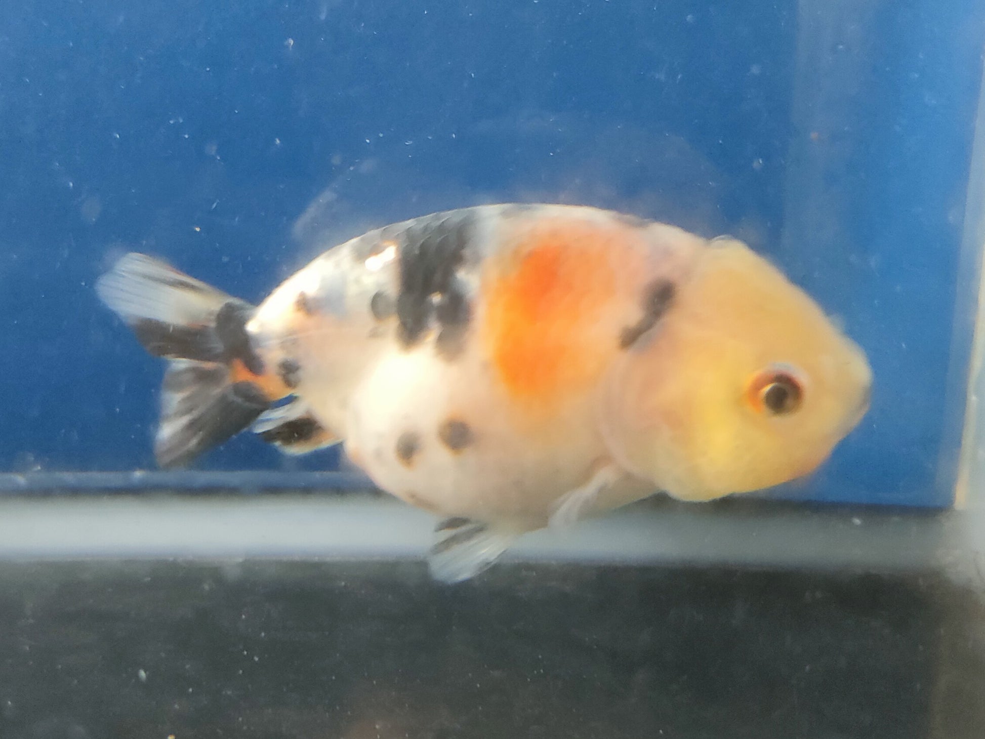 生体加藤産桜錦弐歳魚約7センチ（1匹）らんちゅう/金魚/江戸錦/変わりらんちゅう/きんぎょ/国産金魚【金魚小屋-希-福岡】
