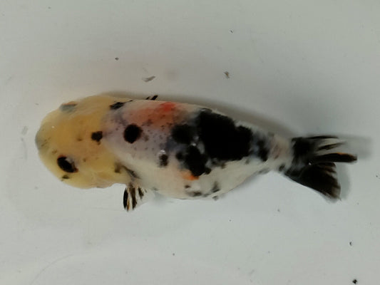 生体加藤産桜錦弐歳魚約7センチ（1匹）らんちゅう/金魚/江戸錦/変わりらんちゅう/きんぎょ/国産金魚【金魚小屋-希-福岡】