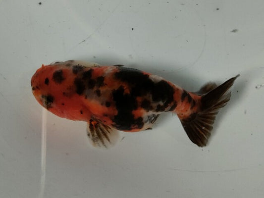 生体加藤産桜錦弐歳魚約7センチ（1匹）らんちゅう/金魚/江戸錦/変わりらんちゅう/きんぎょ/国産金魚【金魚小屋-希-福岡】