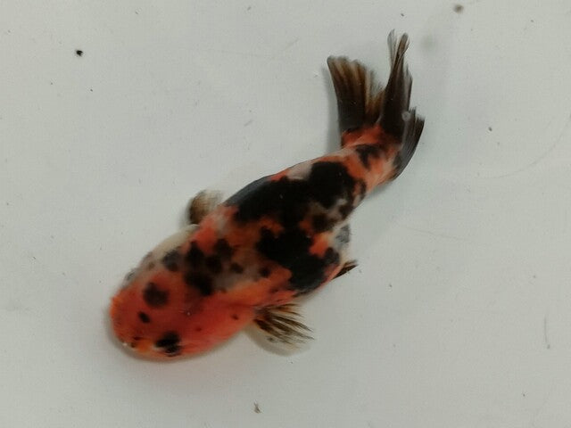 生体加藤産桜錦弐歳魚約7センチ（1匹）らんちゅう/金魚/江戸錦/変わりらんちゅう/きんぎょ/国産金魚【金魚小屋-希-福岡】