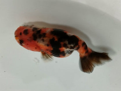 生体加藤産桜錦弐歳魚約7センチ（1匹）らんちゅう/金魚/江戸錦/変わりらんちゅう/きんぎょ/国産金魚【金魚小屋-希-福岡】