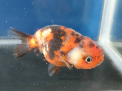 生体加藤産桜錦弐歳魚約7センチ（1匹）らんちゅう/金魚/江戸錦/変わりらんちゅう/きんぎょ/国産金魚【金魚小屋-希-福岡】