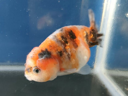 生体加藤産桜錦弐歳魚約7センチ（1匹）らんちゅう/金魚/江戸錦/変わりらんちゅう/きんぎょ/国産金魚【金魚小屋-希-福岡】