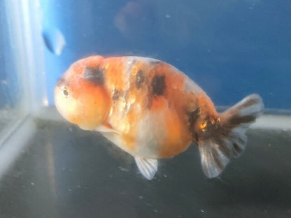 生体加藤産桜錦弐歳魚約7センチ（1匹）らんちゅう/金魚/江戸錦/変わりらんちゅう/きんぎょ/国産金魚【金魚小屋-希-福岡】