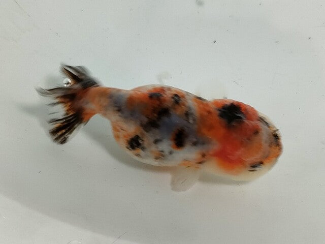 生体加藤産桜錦弐歳魚約7センチ（1匹）らんちゅう/金魚/江戸錦/変わりらんちゅう/きんぎょ/国産金魚【金魚小屋-希-福岡】