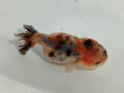 生体加藤産桜錦弐歳魚約7センチ（1匹）らんちゅう/金魚/江戸錦/変わりらんちゅう/きんぎょ/国産金魚【金魚小屋-希-福岡】