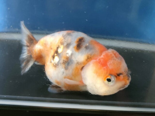 生体加藤産桜錦弐歳魚約7センチ（1匹）らんちゅう/金魚/江戸錦/変わりらんちゅう/きんぎょ/国産金魚【金魚小屋-希-福岡】