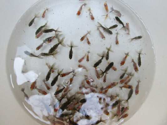 倉庫◆生体  鈴木東錦  当歳魚  約3~4センチ（4匹セット）　 東錦/金魚/あずまにしき/きんぎょ/国産金魚【金魚小屋-希-福岡】