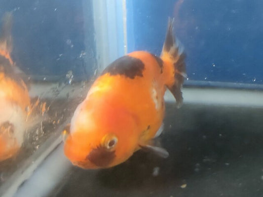 生体加藤産桜錦弐歳魚約7センチ（1匹）らんちゅう/金魚/江戸錦/変わりらんちゅう/きんぎょ/国産金魚【金魚小屋-希-福岡】