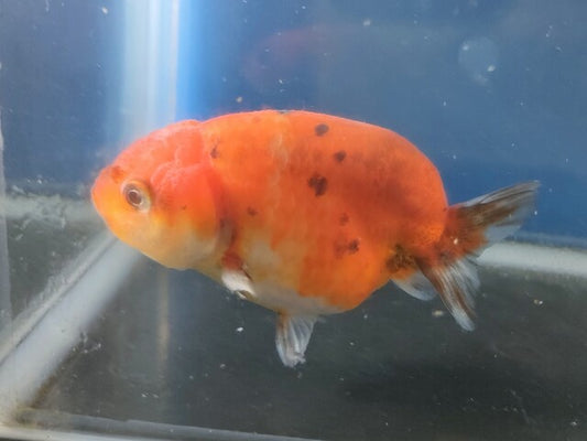 生体加藤産桜錦弐歳魚約7センチ（1匹）らんちゅう/金魚/江戸錦/変わりらんちゅう/きんぎょ/国産金魚【金魚小屋-希-福岡】