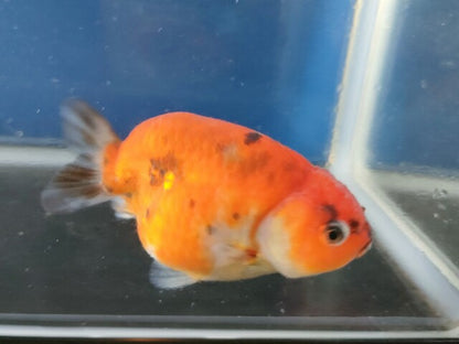 生体加藤産桜錦弐歳魚約7センチ（1匹）らんちゅう/金魚/江戸錦/変わりらんちゅう/きんぎょ/国産金魚【金魚小屋-希-福岡】