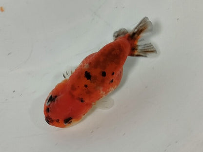生体加藤産桜錦弐歳魚約7センチ（1匹）らんちゅう/金魚/江戸錦/変わりらんちゅう/きんぎょ/国産金魚【金魚小屋-希-福岡】