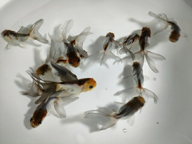 生体加藤産桜錦弐歳魚約7センチ（1匹）らんちゅう/金魚/江戸錦/変わりらんちゅう/きんぎょ/国産金魚【金魚小屋-希-福岡】