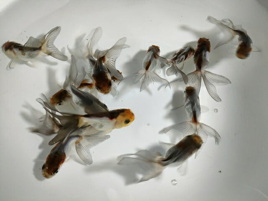 生体加藤産桜錦弐歳魚約7センチ（1匹）らんちゅう/金魚/江戸錦/変わりらんちゅう/きんぎょ/国産金魚【金魚小屋-希-福岡】