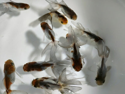 生体加藤産桜錦弐歳魚約7センチ（1匹）らんちゅう/金魚/江戸錦/変わりらんちゅう/きんぎょ/国産金魚【金魚小屋-希-福岡】