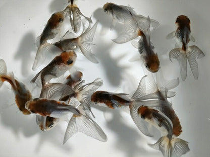 生体加藤産桜錦弐歳魚約7センチ（1匹）らんちゅう/金魚/江戸錦/変わりらんちゅう/きんぎょ/国産金魚【金魚小屋-希-福岡】