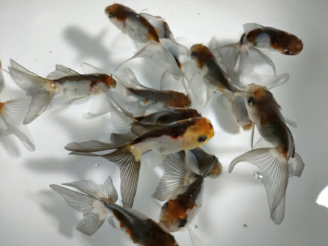 生体加藤産桜錦弐歳魚約7センチ（1匹）らんちゅう/金魚/江戸錦/変わりらんちゅう/きんぎょ/国産金魚【金魚小屋-希-福岡】