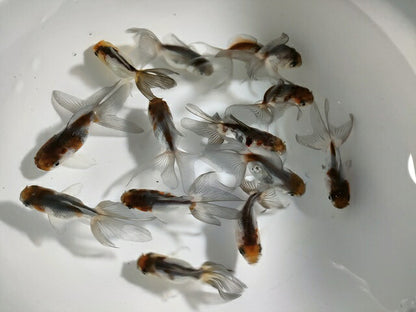 生体 羽衣オランダ 約6～7センチ（1匹）ローズテール/オランダ獅子頭/琉金/東錦/金魚/きんぎょ/国産金魚【金魚小屋-希-福岡】