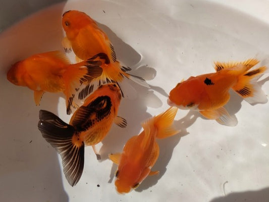 生体加藤産桜錦弐歳魚約7センチ（1匹）らんちゅう/金魚/江戸錦/変わりらんちゅう/きんぎょ/国産金魚【金魚小屋-希-福岡】