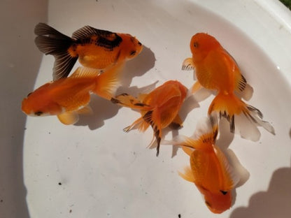 生体加藤産桜錦弐歳魚約7センチ（1匹）らんちゅう/金魚/江戸錦/変わりらんちゅう/きんぎょ/国産金魚【金魚小屋-希-福岡】