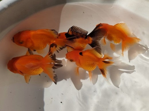 生体加藤産桜錦弐歳魚約7センチ（1匹）らんちゅう/金魚/江戸錦/変わりらんちゅう/きんぎょ/国産金魚【金魚小屋-希-福岡】