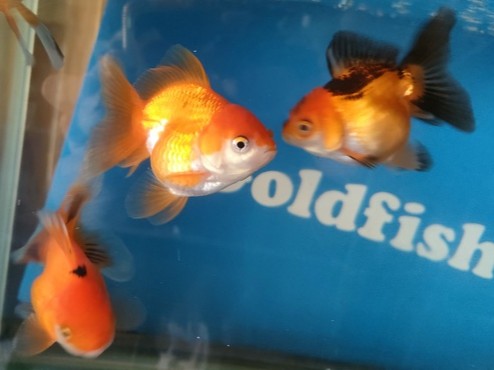 生体加藤産桜錦弐歳魚約7センチ（1匹）らんちゅう/金魚/江戸錦/変わりらんちゅう/きんぎょ/国産金魚【金魚小屋-希-福岡】