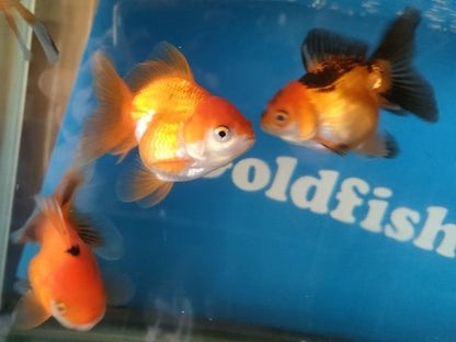 生体加藤産桜錦弐歳魚約7センチ（1匹）らんちゅう/金魚/江戸錦/変わりらんちゅう/きんぎょ/国産金魚【金魚小屋-希-福岡】