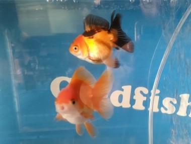 生体 オランダハーフムーン 約7～8センチ（1匹）ローズテール/オランダ獅子頭/琉金/東錦/金魚/きんぎょ/国産金魚【金魚小屋-希-福岡】
