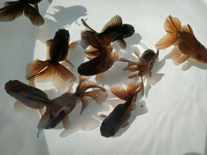 生体加藤産桜錦弐歳魚約7センチ（1匹）らんちゅう/金魚/江戸錦/変わりらんちゅう/きんぎょ/国産金魚【金魚小屋-希-福岡】