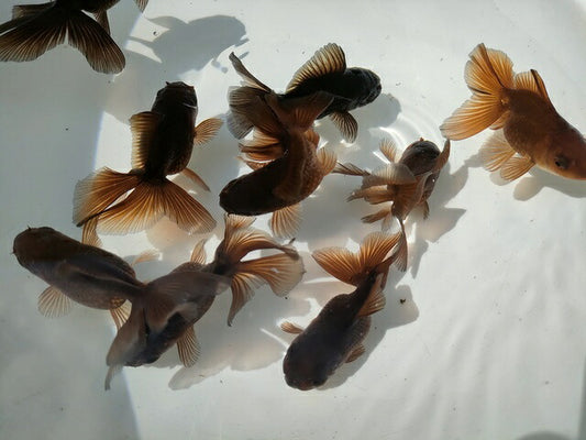 生体加藤産桜錦弐歳魚約7センチ（1匹）らんちゅう/金魚/江戸錦/変わりらんちゅう/きんぎょ/国産金魚【金魚小屋-希-福岡】