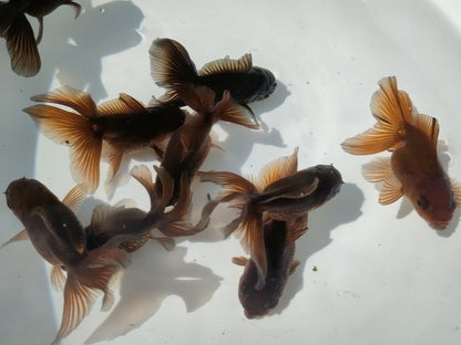 生体加藤産桜錦弐歳魚約7センチ（1匹）らんちゅう/金魚/江戸錦/変わりらんちゅう/きんぎょ/国産金魚【金魚小屋-希-福岡】