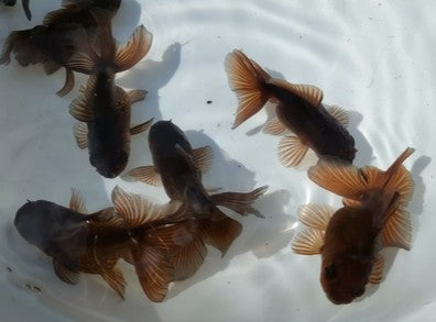 生体加藤産桜錦弐歳魚約7センチ（1匹）らんちゅう/金魚/江戸錦/変わりらんちゅう/きんぎょ/国産金魚【金魚小屋-希-福岡】