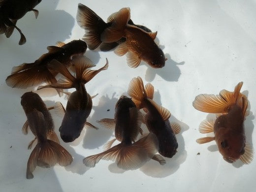 生体加藤産桜錦弐歳魚約7センチ（1匹）らんちゅう/金魚/江戸錦/変わりらんちゅう/きんぎょ/国産金魚【金魚小屋-希-福岡】