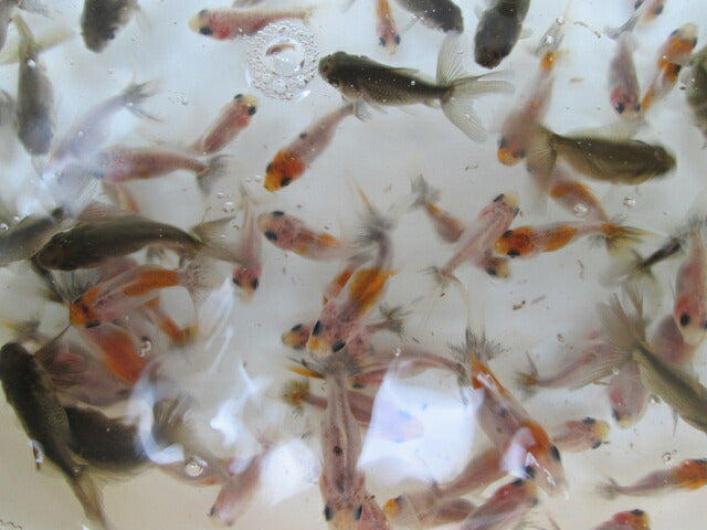 倉庫◆生体  鈴木東錦  当歳魚  約3~4センチ（4匹セット）　 東錦/金魚/あずまにしき/きんぎょ/国産金魚【金魚小屋-希-福岡】