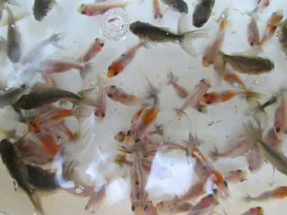 倉庫◆生体  鈴木東錦  当歳魚  約3~4センチ（4匹セット）　 東錦/金魚/あずまにしき/きんぎょ/国産金魚【金魚小屋-希-福岡】