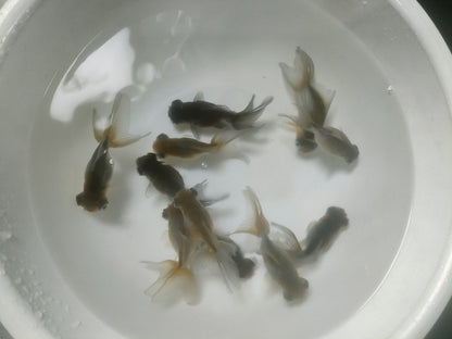 生体加藤産桜錦弐歳魚約7センチ（1匹）らんちゅう/金魚/江戸錦/変わりらんちゅう/きんぎょ/国産金魚【金魚小屋-希-福岡】