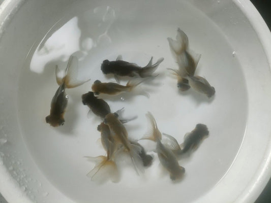 生体加藤産桜錦弐歳魚約7センチ（1匹）らんちゅう/金魚/江戸錦/変わりらんちゅう/きんぎょ/国産金魚【金魚小屋-希-福岡】