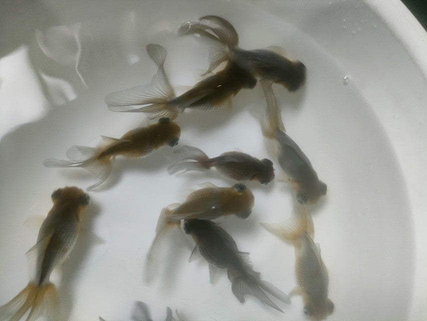 生体加藤産桜錦弐歳魚約7センチ（1匹）らんちゅう/金魚/江戸錦/変わりらんちゅう/きんぎょ/国産金魚【金魚小屋-希-福岡】