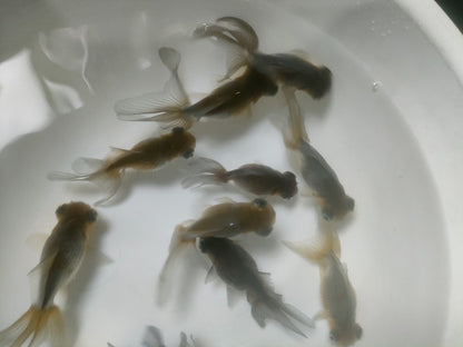 生体加藤産桜錦弐歳魚約7センチ（1匹）らんちゅう/金魚/江戸錦/変わりらんちゅう/きんぎょ/国産金魚【金魚小屋-希-福岡】