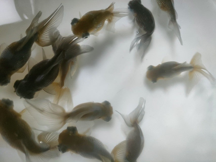 生体加藤産桜錦弐歳魚約7センチ（1匹）らんちゅう/金魚/江戸錦/変わりらんちゅう/きんぎょ/国産金魚【金魚小屋-希-福岡】