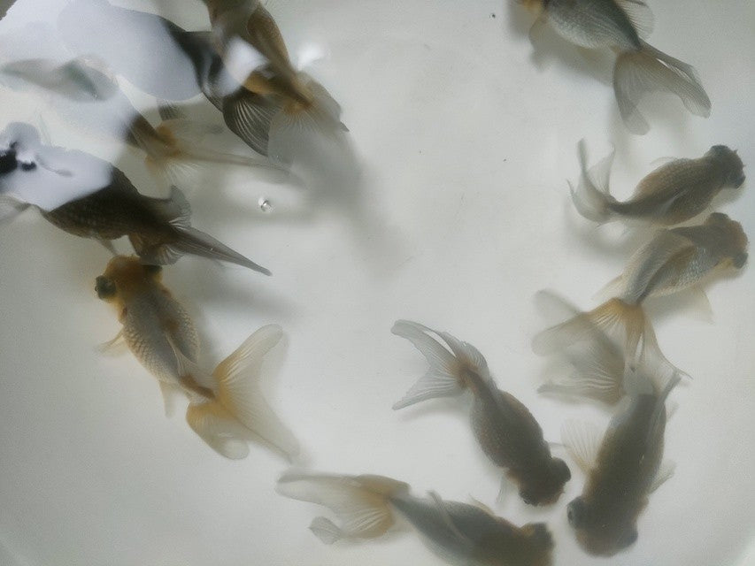 生体加藤産桜錦弐歳魚約7センチ（1匹）らんちゅう/金魚/江戸錦/変わりらんちゅう/きんぎょ/国産金魚【金魚小屋-希-福岡】