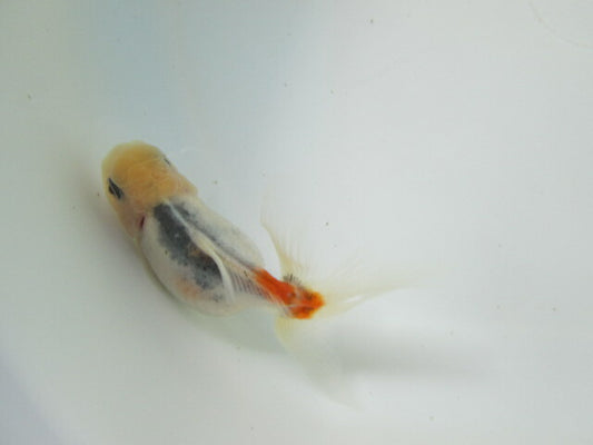 倉庫◆生体（1匹）  NO.1鈴木東錦 弐歳魚  約8センチ　 アズマニシキ/金魚/あずまにしき/すずきあずま/きんぎょ/国産金魚【金魚小屋-希-福岡】